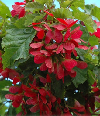 Klon tatarski (Acer tataricum) 